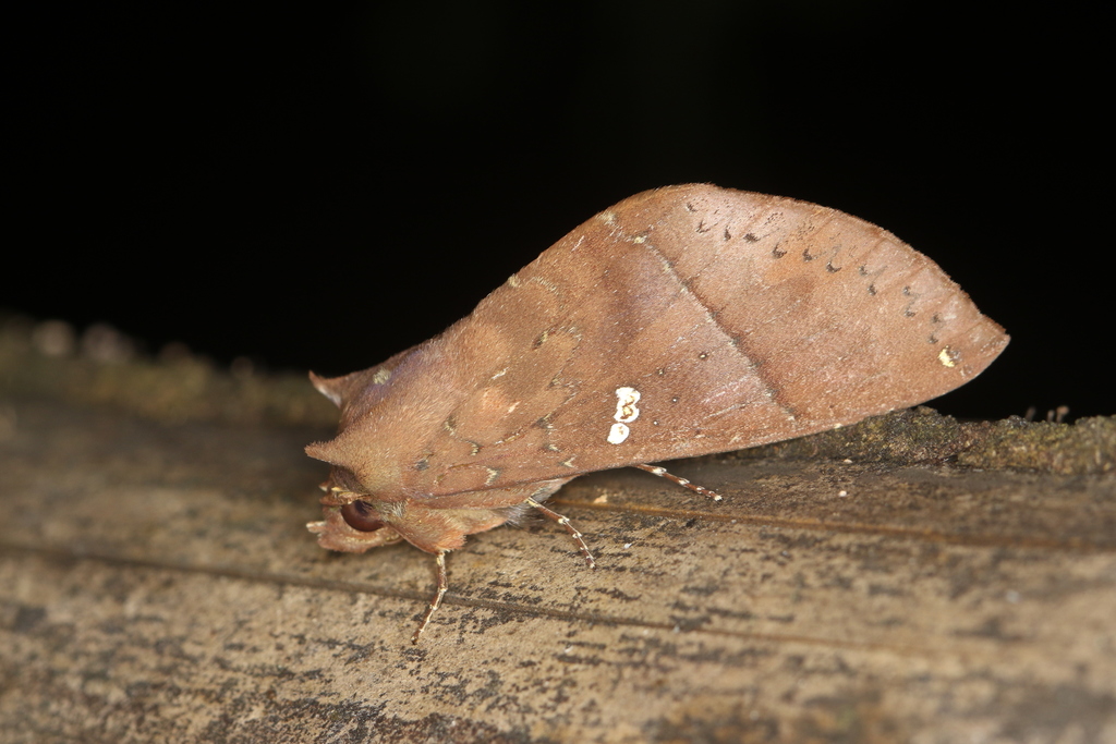 Hapigia simplex