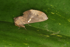 Hapigiodes sigifredomarini