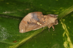 Hapigiodes sigifredomarini