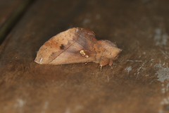 Hapigiodes sigifredomarini