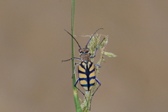 Chaetodera regalis