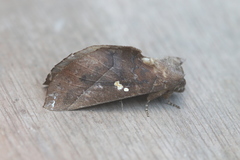 Hapigiodes sigifredomarini