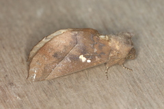 Hapigiodes sigifredomarini