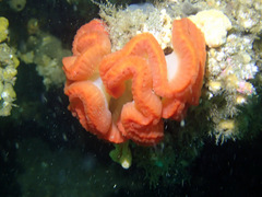 Sycozoa cerebriformis