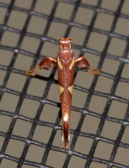 Caloptilia xanthopharella