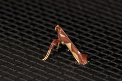 Caloptilia xanthopharella
