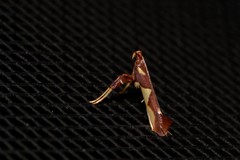 Caloptilia xanthopharella