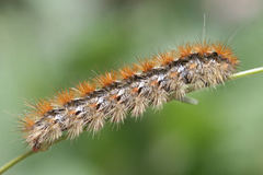Diacrisia purpurata