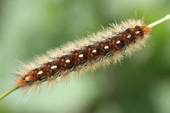 Diacrisia purpurata