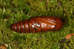 Diacrisia purpurata