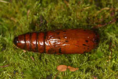 Diacrisia purpurata