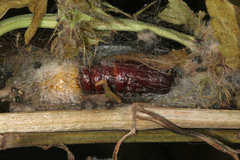 Diacrisia purpurata