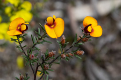 Pultenaea prostrata