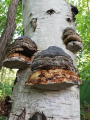 Fomes fomentarius