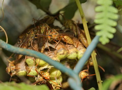 Polistes japonicus
