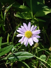 Aster yomena dentatus