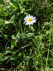 Aster yomena dentatus