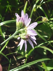 Aster yomena dentatus