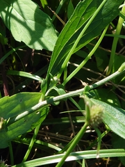 Aster yomena dentatus