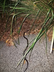 Stegonotus australis