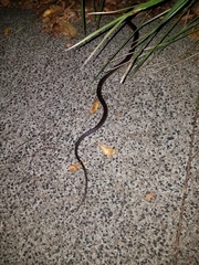 Stegonotus australis