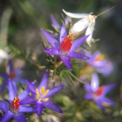 Calectasia narragara