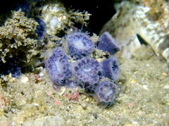Astrangia woodsi