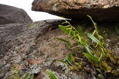Bulbophyllum elisae