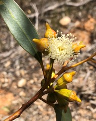 Eucalyptus incrassata