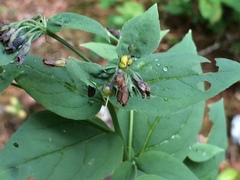 Mertensia paniculata borealis