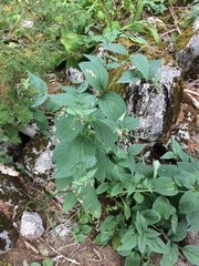 Mertensia paniculata borealis