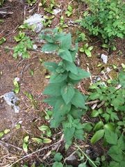 Mertensia paniculata borealis