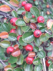 Cotoneaster horizontalis