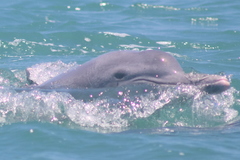 Delphininae