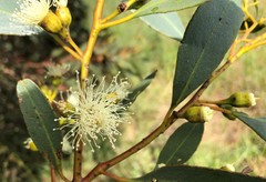 Eucalyptus incrassata