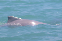Delphininae