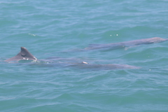Delphininae