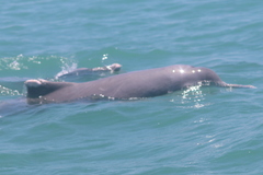 Delphininae