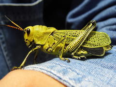 Taeniopoda picticornis