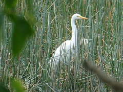 Ardea intermedia plumifera