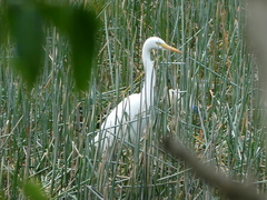Ardea intermedia plumifera