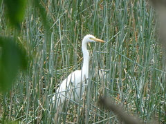 Ardea intermedia plumifera