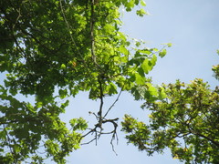 Vitis vinifera sylvestris