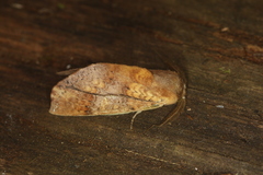 Chliara