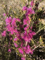 Melaleuca wilsonii