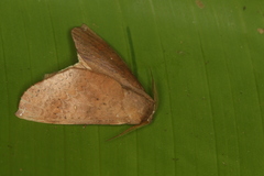 Chliaroides svidberti