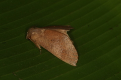 Chliaroides svidberti