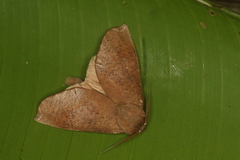 Chliaroides svidberti