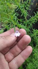 Prostanthera elisabethae