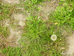 Taraxacum obovatum